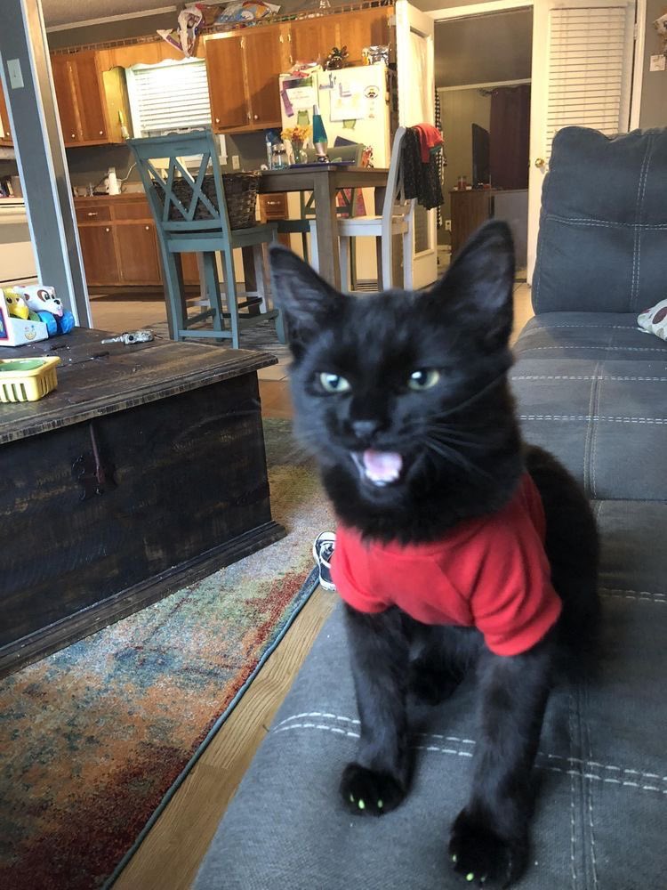 visualscat's tweet image. 