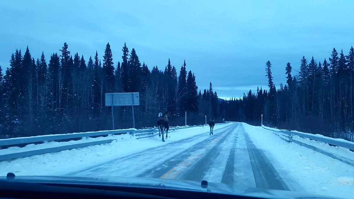 BruceConspiracy's tweet image. My Squatchin trip to Alaska in 2019 popped up in my memories.
#bigfoot #Alaska #Bigfoot