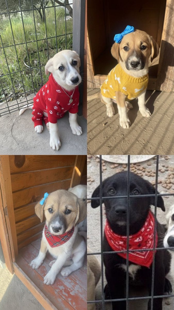 zeyyerinde1's tweet photo. Barınaktan çıkardığımız bu dört yavru şu an, birçok barınak çocuğuna geçici yuva olan bir şirketin bahçesinde güvendeler. 🐾
Anneleri öldü, biz büyütüyoruz… ama artık bu çocukların yuvası olması gerek.

Şirin, cana yakın, oyuncu bu dört yavru sevgiyle büyümeyi hak ediyor.
Lütfen satın almak yerine sahiplenin. 🙏

📍İzmir
İletişim Instagram ➡️ Sametzybek
#ZulmeOrtakOlmayacağım 
#SokakHayvanlarıSahipsizDeğil
