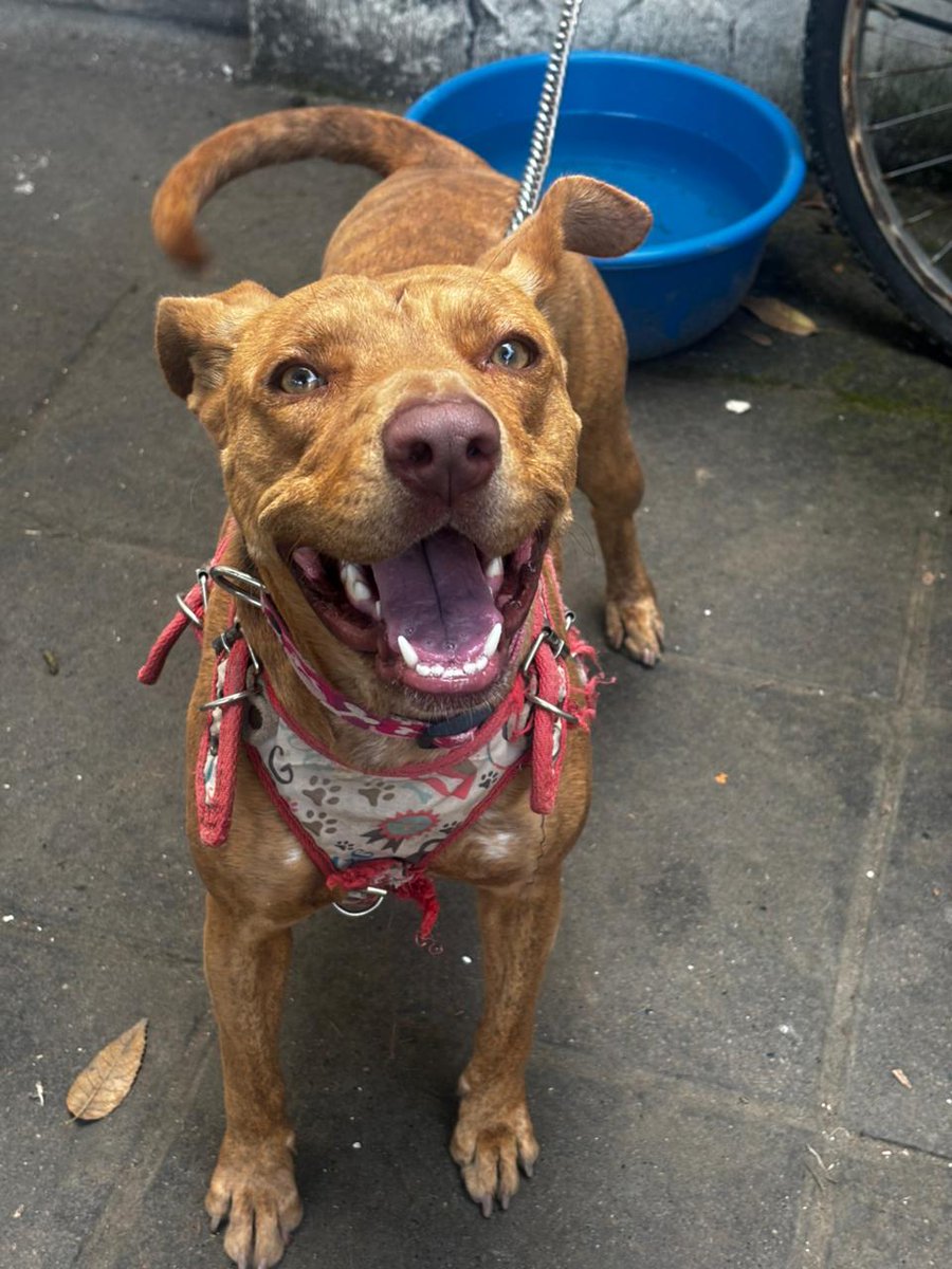 Amikos necesito de su ayuda y su RT, buscamos un hogar para esta pequeña, tiene 1 año y medio, esterilizada, vacunada y bañada 🤩

La tenemos en la oficina, pero ya no la podemos tener aquí 😔