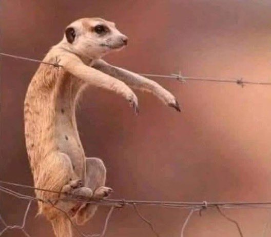 Tajudeen 🔶 tweet media