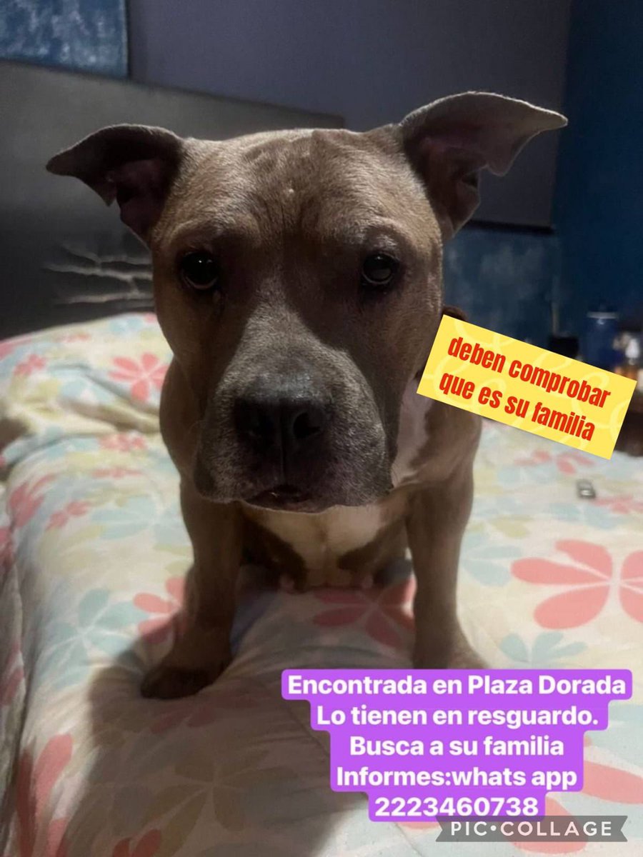 #Puebla está nena está en resguardo pero solo hasta mañana. RT infinito para encontrar a su familia 😔 <a href="/sandra_ov/">ᔕᗩᑎᗪᖇᗩ</a> <a href="/alvarez_armando/">Armando Alvarez</a> <a href="/MonseNavedo/">Monse Navedo</a> <a href="/Hechizero_38/">★·.·´HeChIzErO`·.·★</a> <a href="/GretaBeutelspac/">ɢʀᴇᴛᴀ ʙᴇᴜᴛᴇʟsᴘᴀᴄʜᴇʀ</a> <a href="/launicaGatti/">Valentina Gatti</a> <a href="/elineanoticias/">E Línea Noticias</a> <a href="/blanca_olivera/">Blanca Olivera</a> <a href="/cuentaconmigo01/">Cuenta Conmigo</a> <a href="/CarpyFelipe/">Felipe Carpy🤫</a>