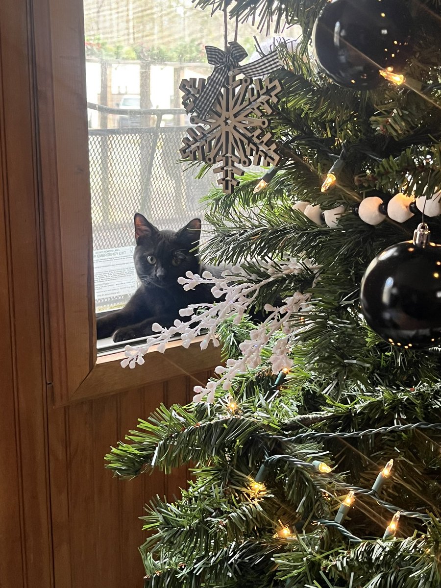 Somebody was making sure all the doggies did their business outside instead of on the Christmas tree