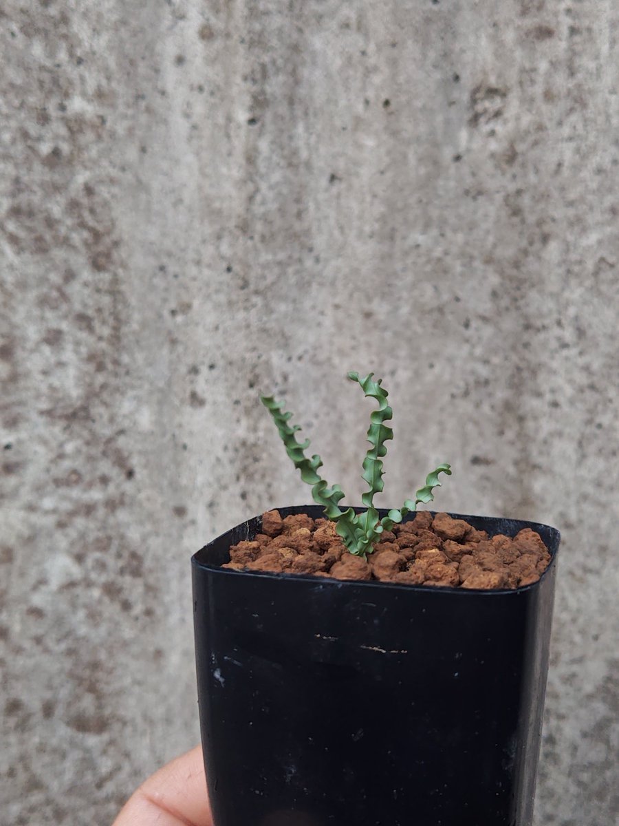 オマメプランツ (@omame_plants) / Posts / X