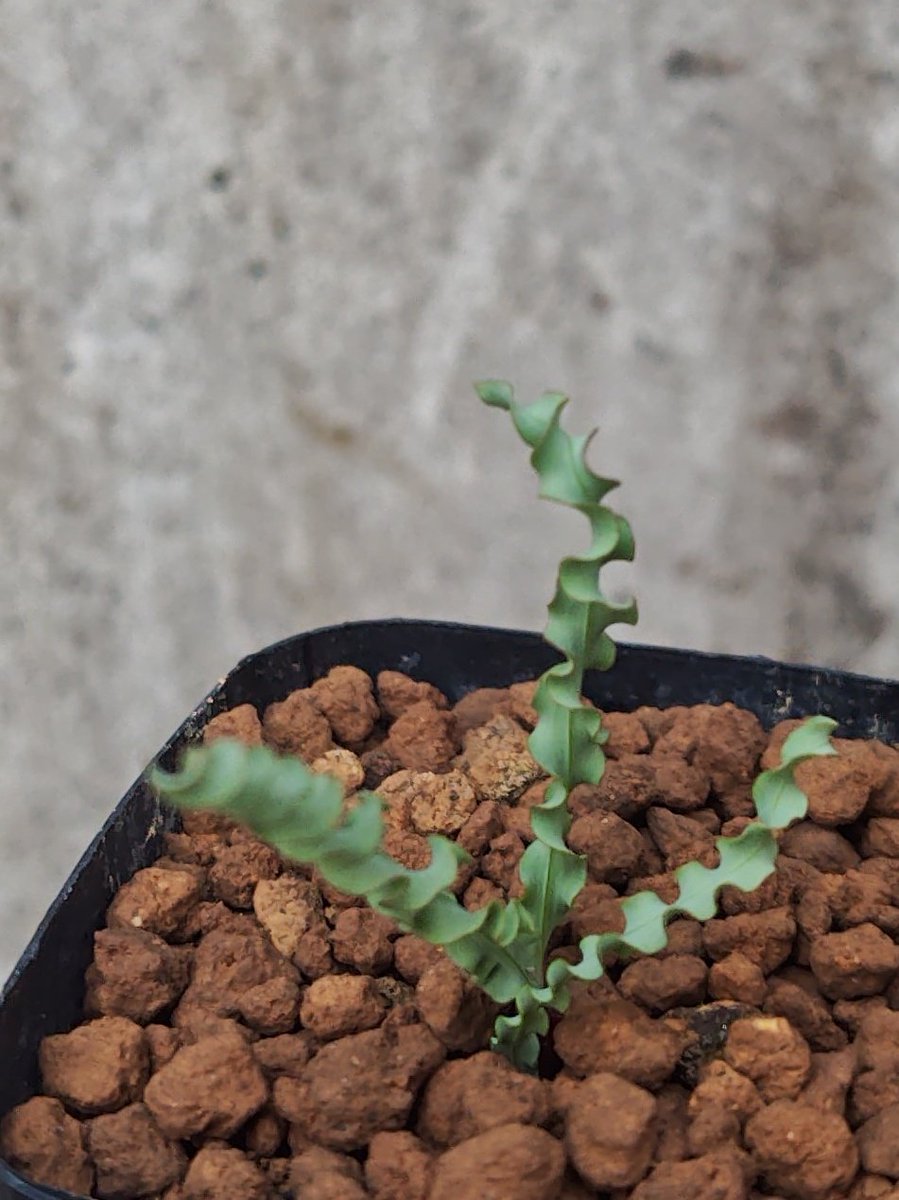 オマメプランツ (@omame_plants) / Posts / X