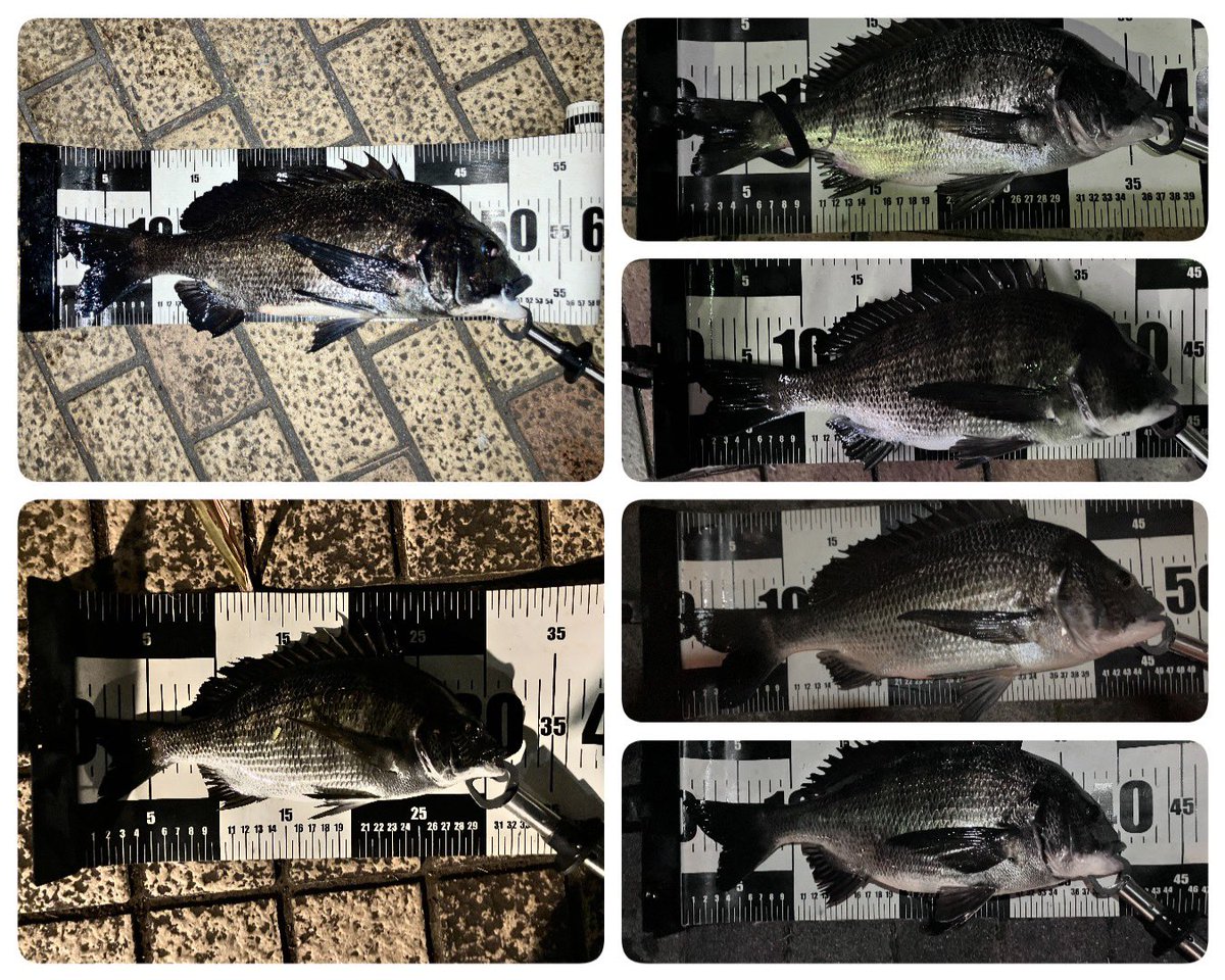 夜ヘチ部活動夜練
昨日は6枚！
久しぶりの歳無し様
狭いところでかかったのに、凄いトルクで、そっちはダメ❤️
イヤン❤️
とか1人で騒ぎながら何とかランディングできました。