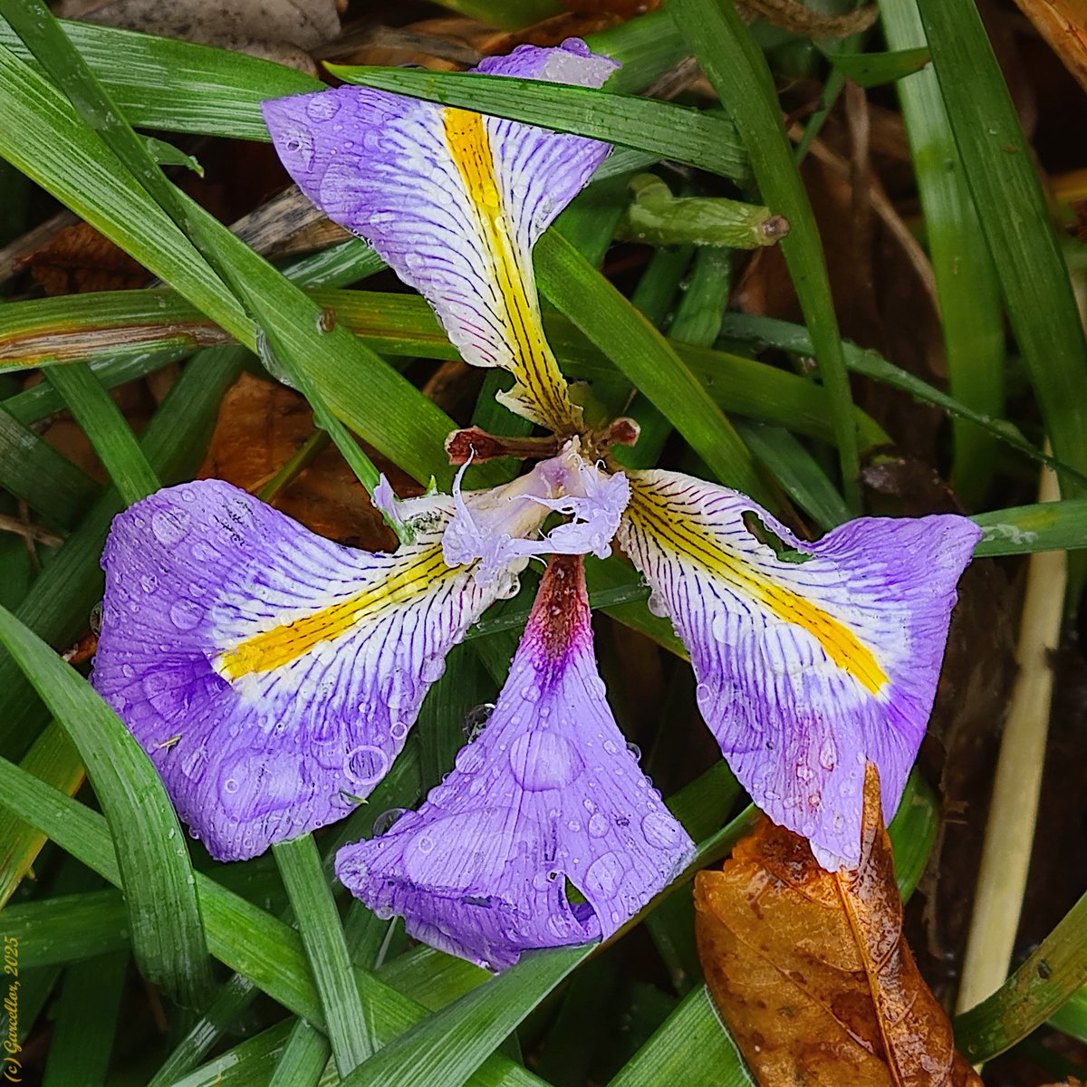 Iris unguicularis - Lirio de invierno. Real Jardín Botánico. Madri, España. Diciembre de 2025.

#garcellor #irisunguicularis #liriodeinvierno #liriodeargel #realjardinbotanico #fotosconmovil #parquesdemadrid #bajolalluvia #gotas #gotasdeagua #floresdeinvierno