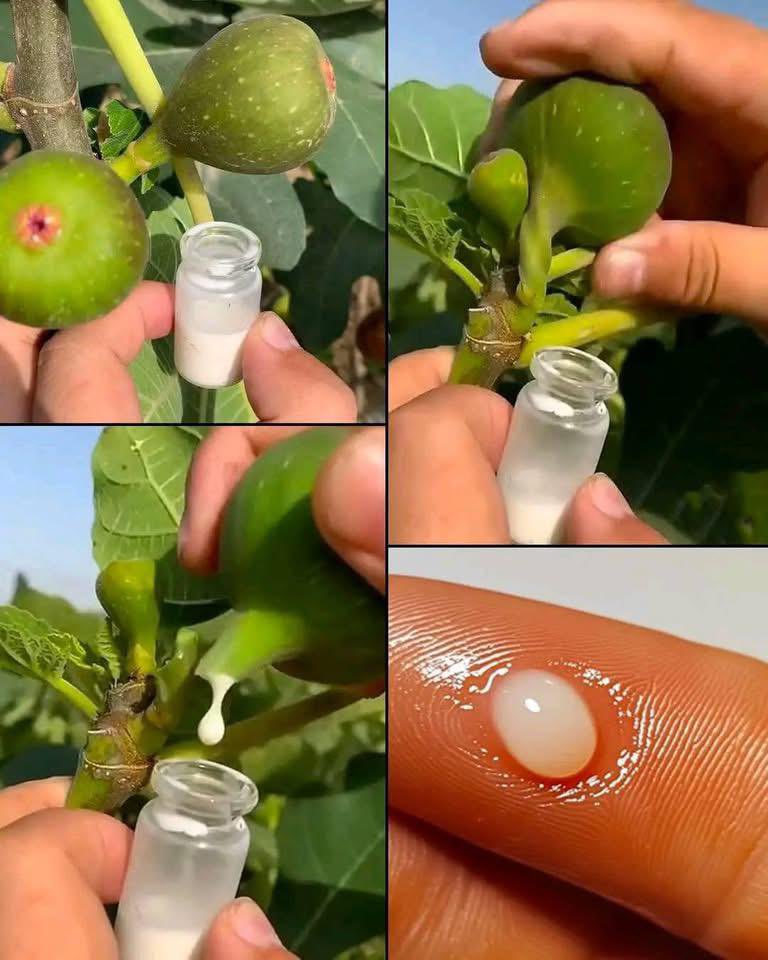 ليش الناس تمدح حليب التين ؟ 
وش السر ؟