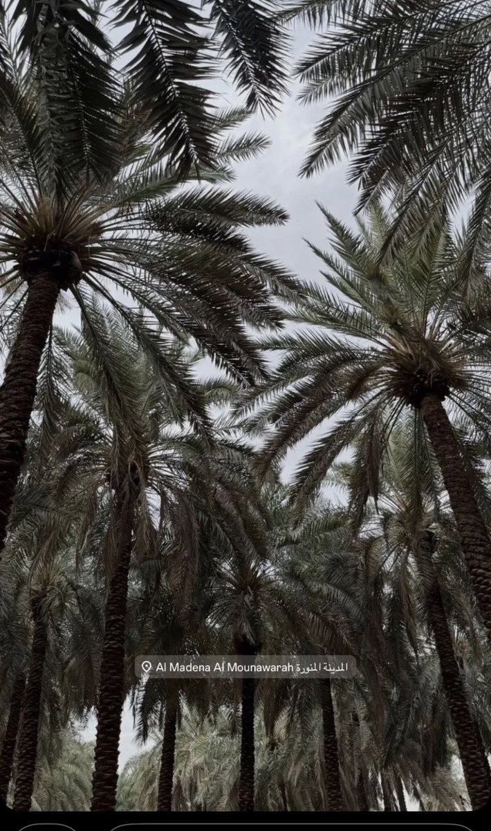 د . زكــي الطيـاري tweet media