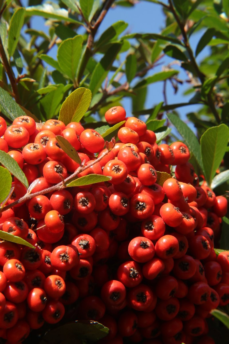 gontanokoneroku's tweet photo. Good morning,friends. Did you sleep well? 😇
I hope you'll have a wonderful day.

Fri 7:00AM 🇯🇵

#Firethorn #Pyracantha #HappyFriday https://t.co/uioNwY78mX