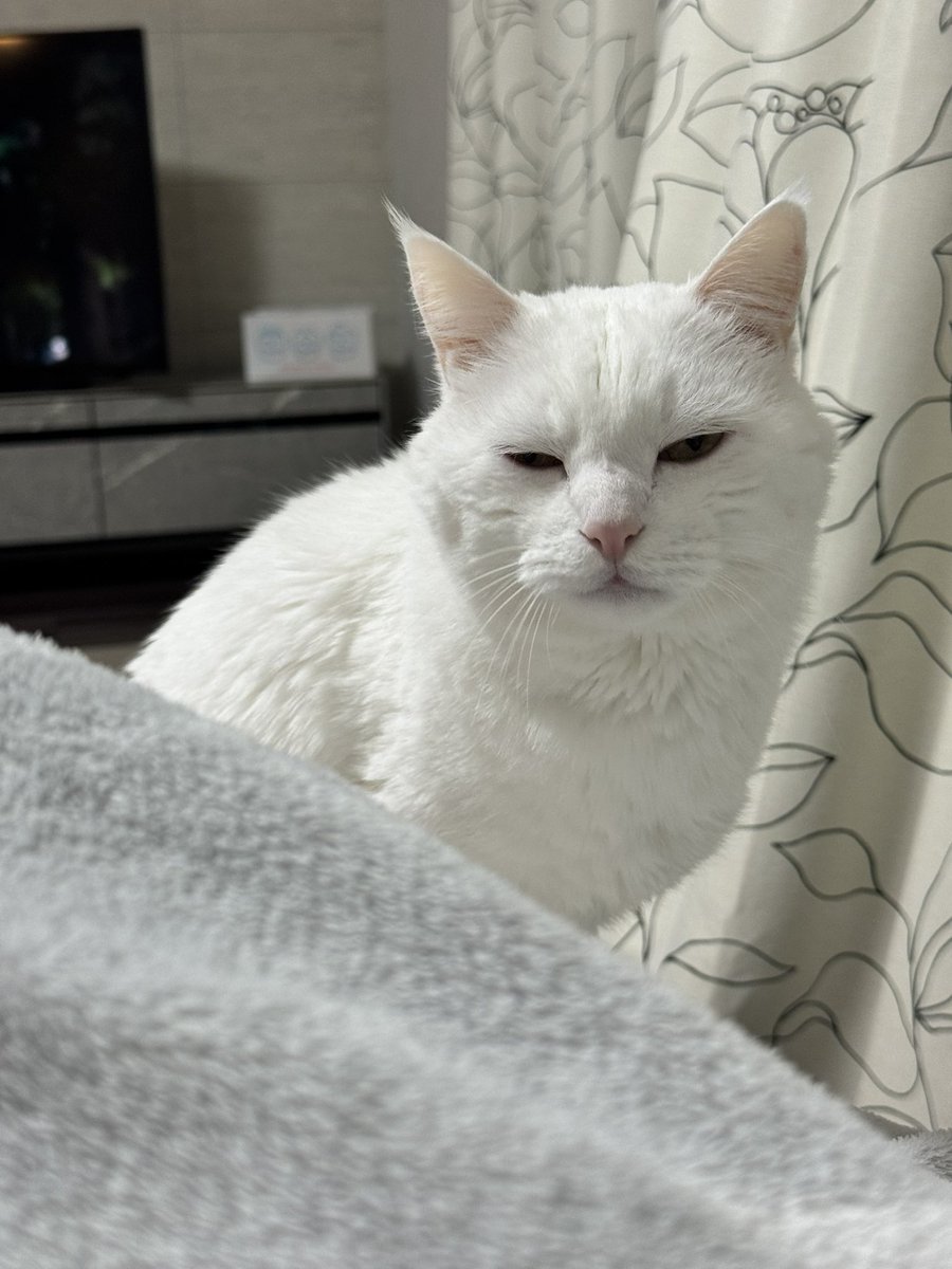 はくさま専用 ブースターパック 運命廻放編 祝福の蒼空 ｜ Z/X - Zillions of enemy