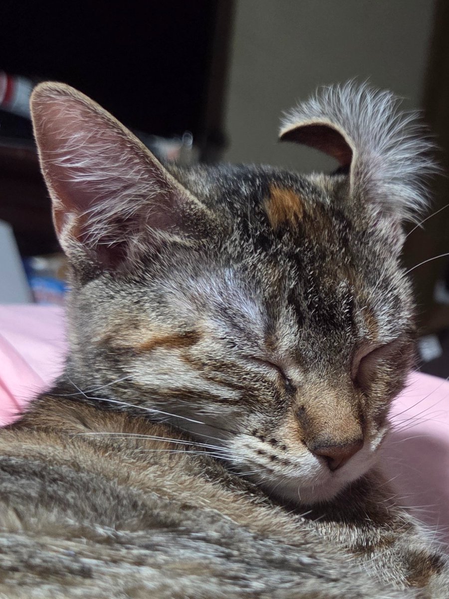 cardboarddreaml's tweet image. If ya feeling gifty thank you

If your in need share your list 

Let's make some smiles and magic happen 

amazon.com/hz/wishlist/ls…

Our most wanted yet not needed item :) 

#catoftheday #amazonfinds #wishlist #clearthelist #Friendsgiving 

Have a lovely day and keep warm right