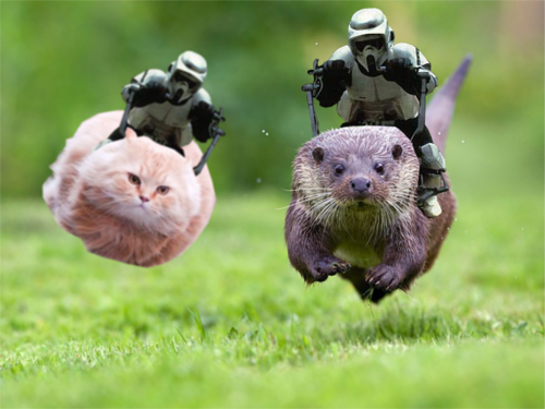 Otter-class speeder bikes: not practical, but very cuddly.