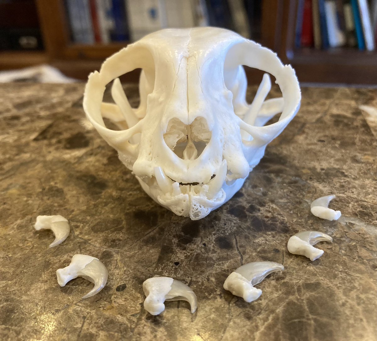 🪦 Lamb 🪦 tweet media