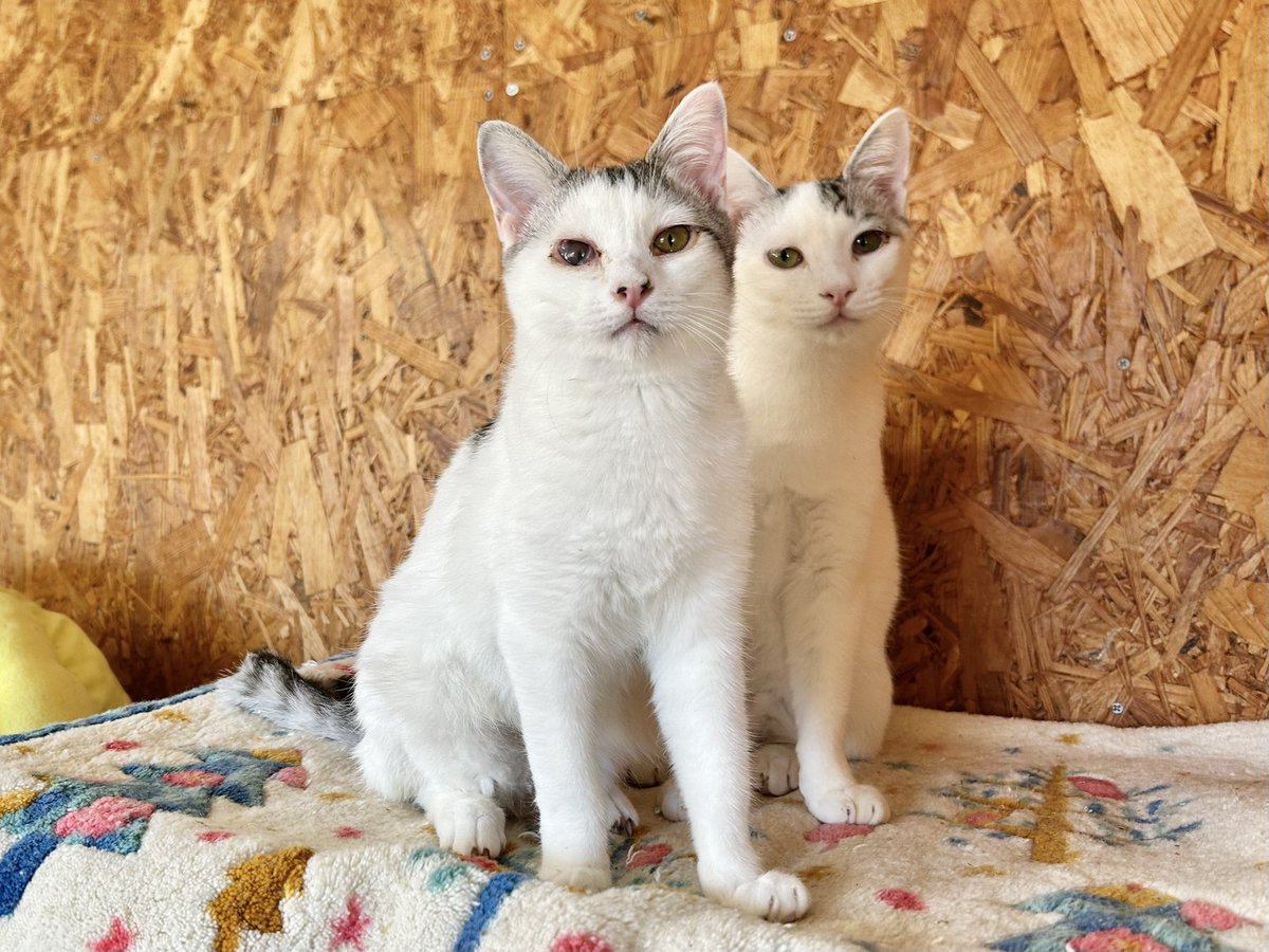 永遠（☆40にゃんの大家族(ΦωΦ∨）専用 3点まとめ おはようございます.ᐟ.ᐟ 〖 ユゥクン＆ヤァクン 〗推定7ヶ月 生まれ