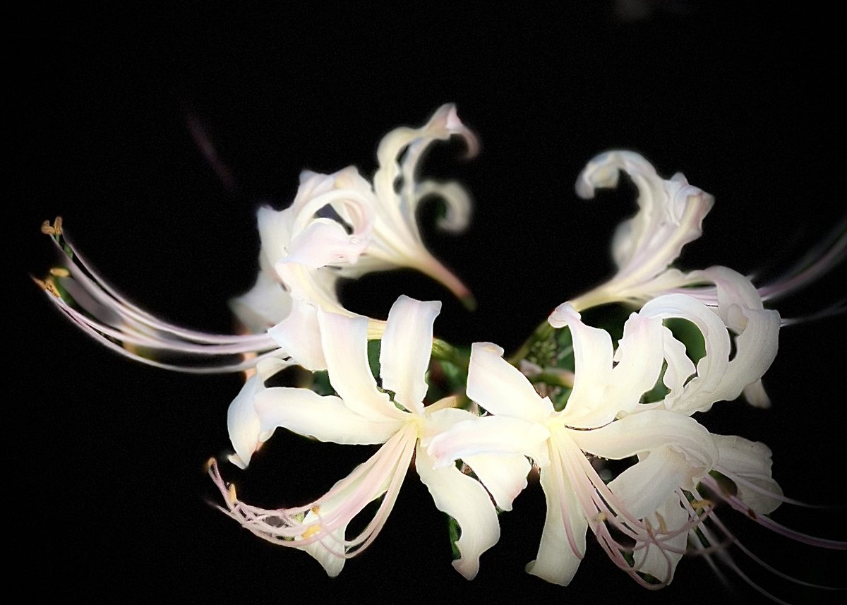 msmCh_108's tweet image. #HelloWorld #foryou