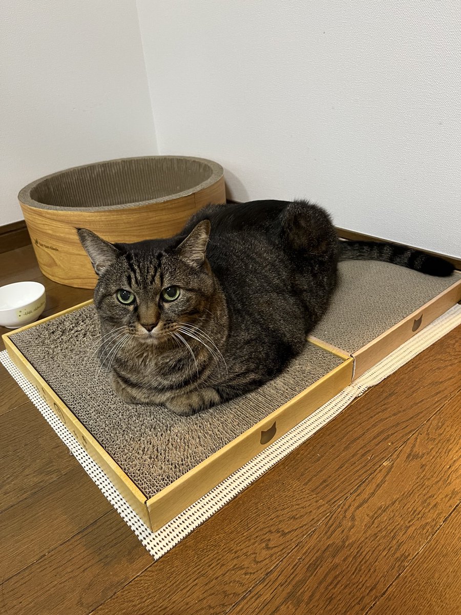 まめたろう　希望 ねこじま まめたろう (@nekojima_22) / Posts / X