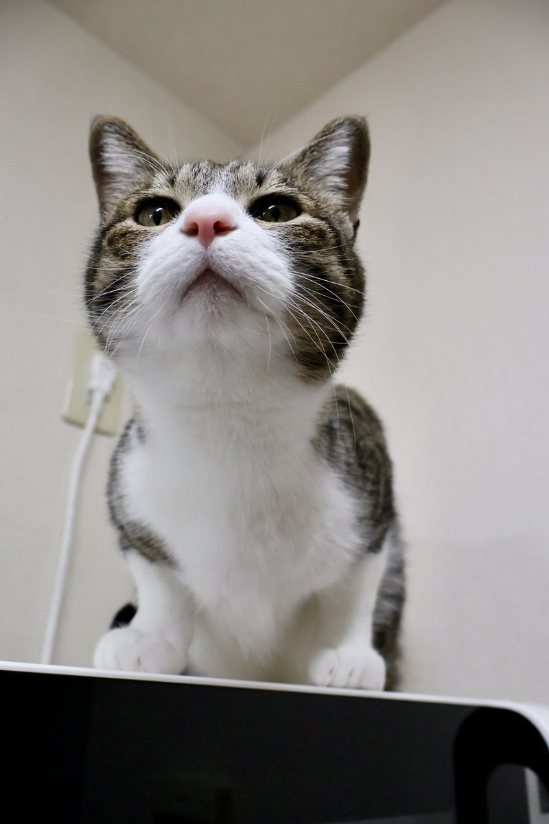 ぎんのねこ (@ginnonekoch) / Posts / X