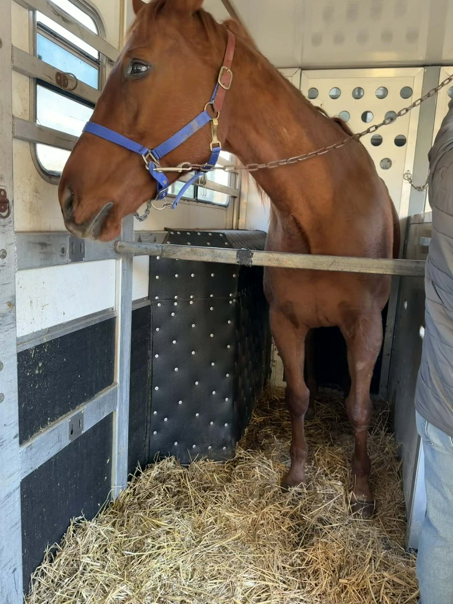 RACEFund's tweet image. ❤️❤️ Update! Red White and Loud finished his quarantine and will have a  temporary layover in Lexington, KY before heading to Nebraska to his  forever home with his past connections Kulhman Racing who stepped up for  him all of the way. Red is such a sweet soul. We wish Red and…