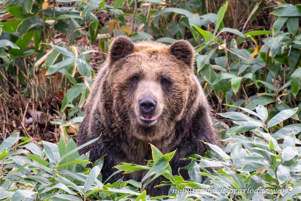 のぶクマ🐻C107 2日目 西あ-72b (西2) (@kumar0001) / Posts / X