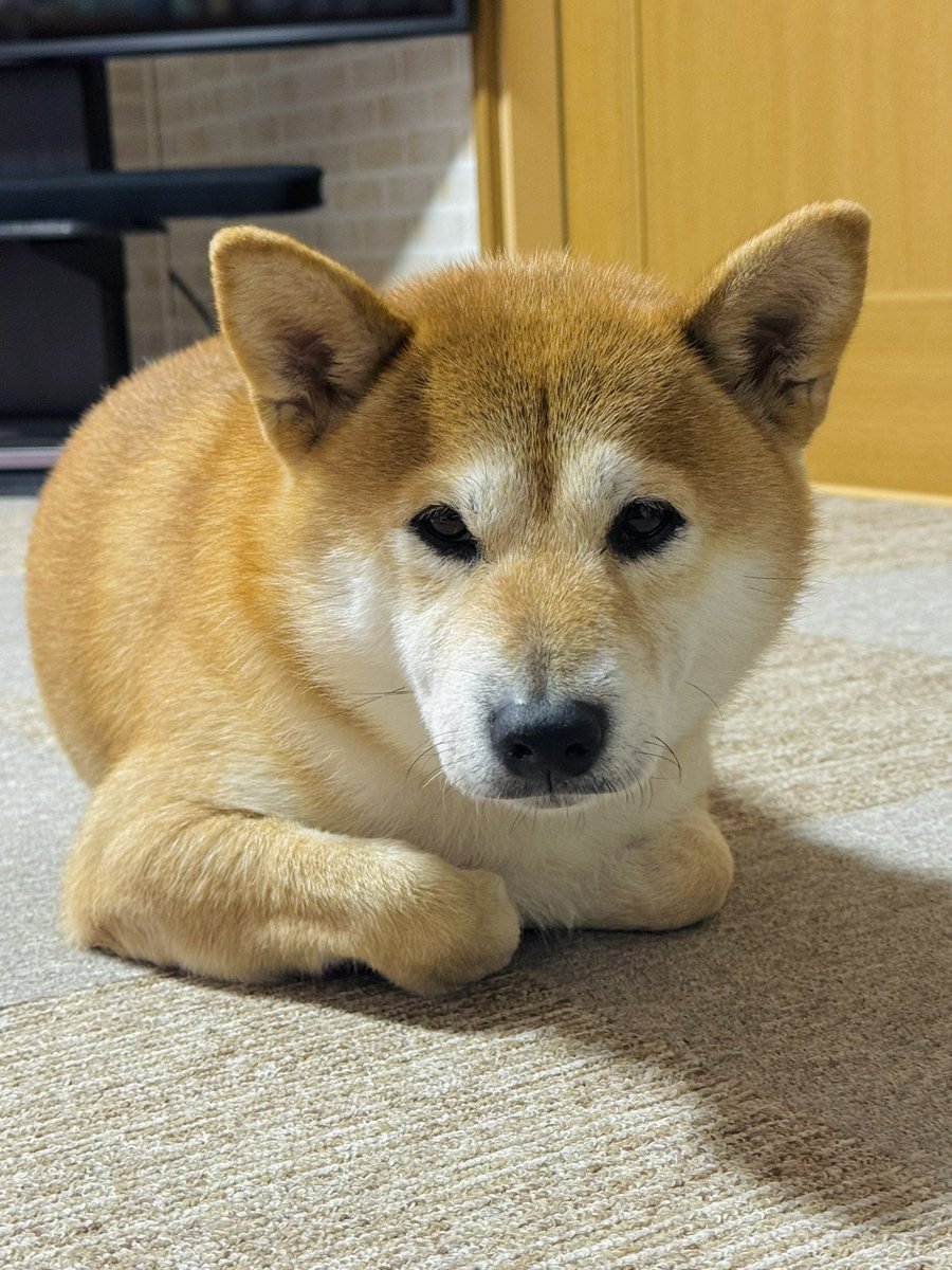 芝犬です。 台湾 ニキ NICI 日本未発売 キーホルダー 豚 ピッグ タピオカ 豚