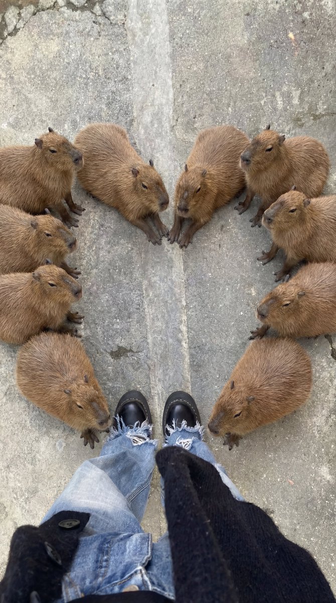 capybara tweet media