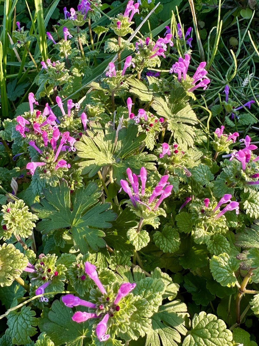 Cloudsailor / 星羅の一日一花 (@sjyszm) / Posts / X