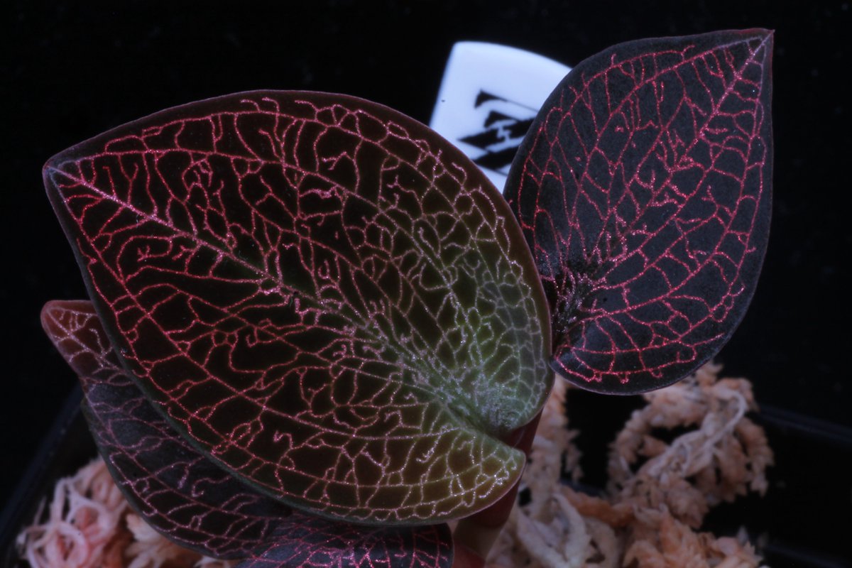 インテレッセ tweet media