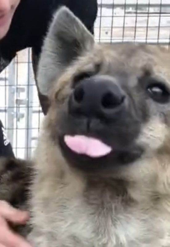 marcoyeen's tweet image. Literally him