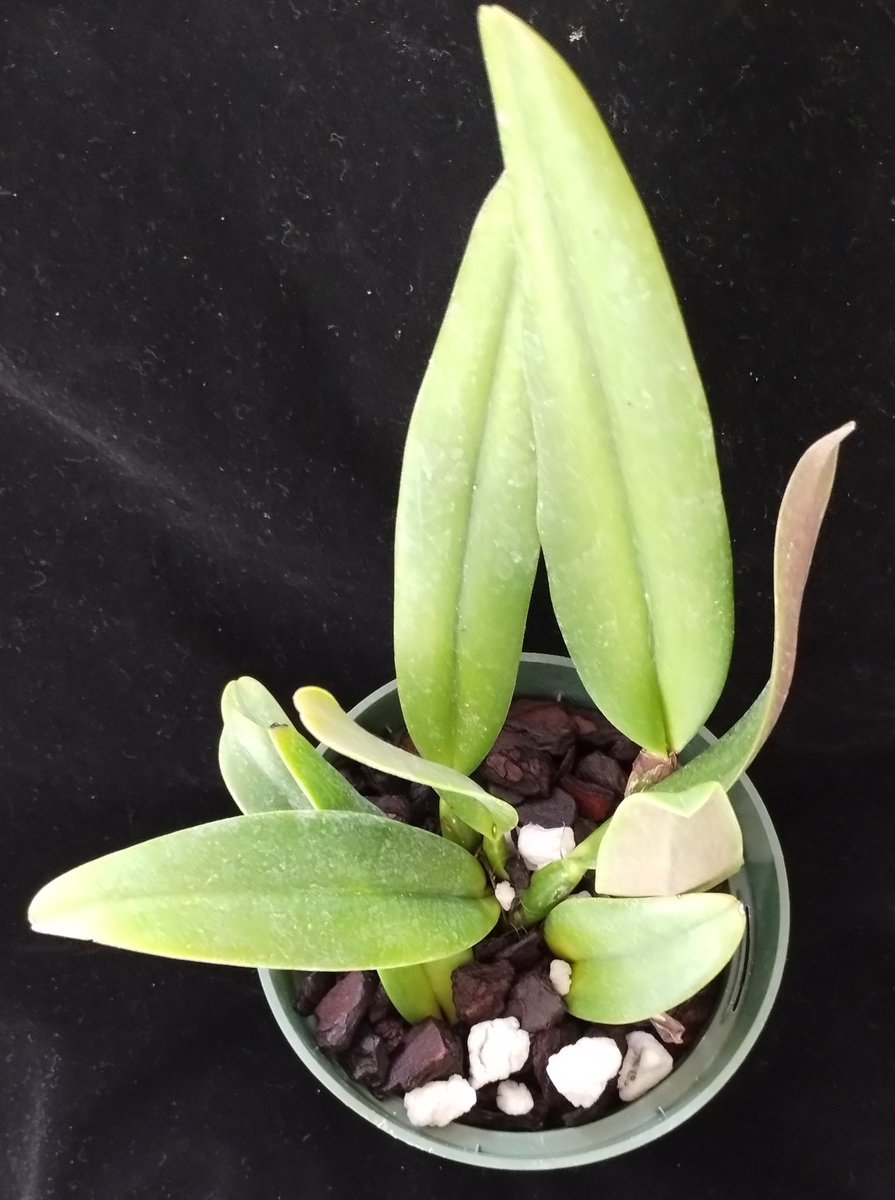 PetrovichBilly's tweet photo. Cattleya Aurora ( C dowiana x C luteola) arrived cold,but undamaged #Cattleya #OrchidCollection #Orchids https://t.co/GaRNgD6cVL