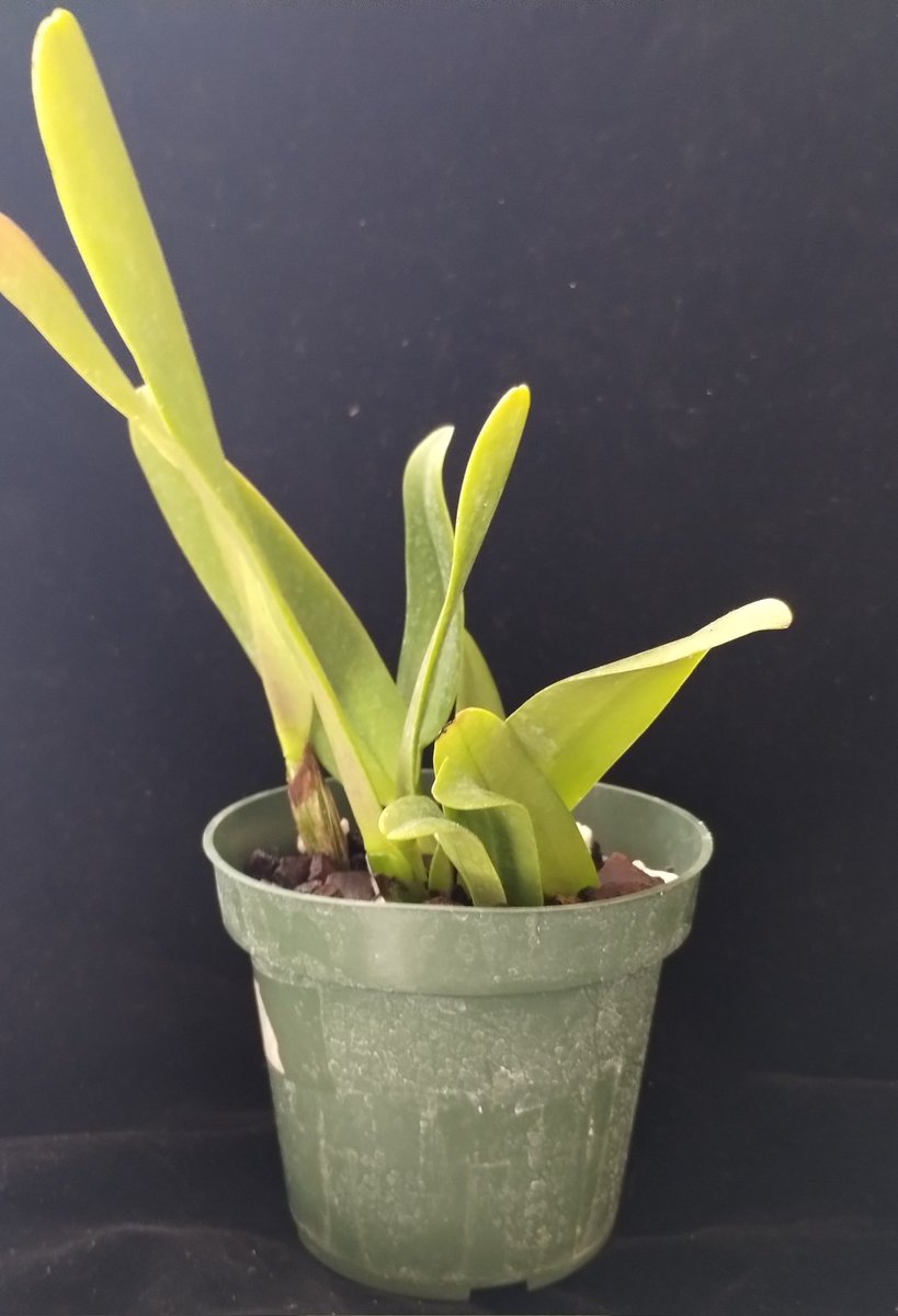 PetrovichBilly's tweet photo. Cattleya Aurora ( C dowiana x C luteola) arrived cold,but undamaged #Cattleya #OrchidCollection #Orchids https://t.co/GaRNgD6cVL