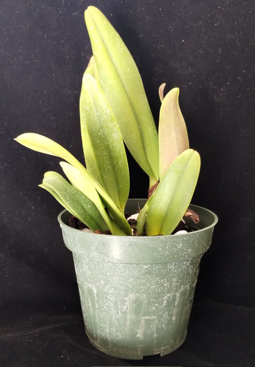 PetrovichBilly's tweet photo. Cattleya Aurora ( C dowiana x C luteola) arrived cold,but undamaged #Cattleya #OrchidCollection #Orchids https://t.co/GaRNgD6cVL