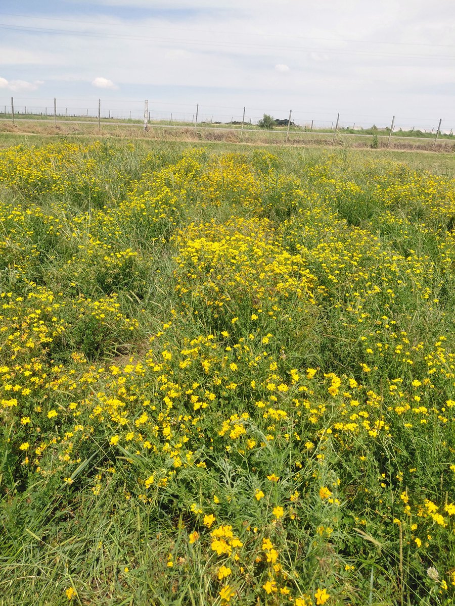 Lotus híbridos vs corniculatus. Mejora genética #FORRAJERAS <a href="/INIA_UY/">INIA URUGUAY</a>