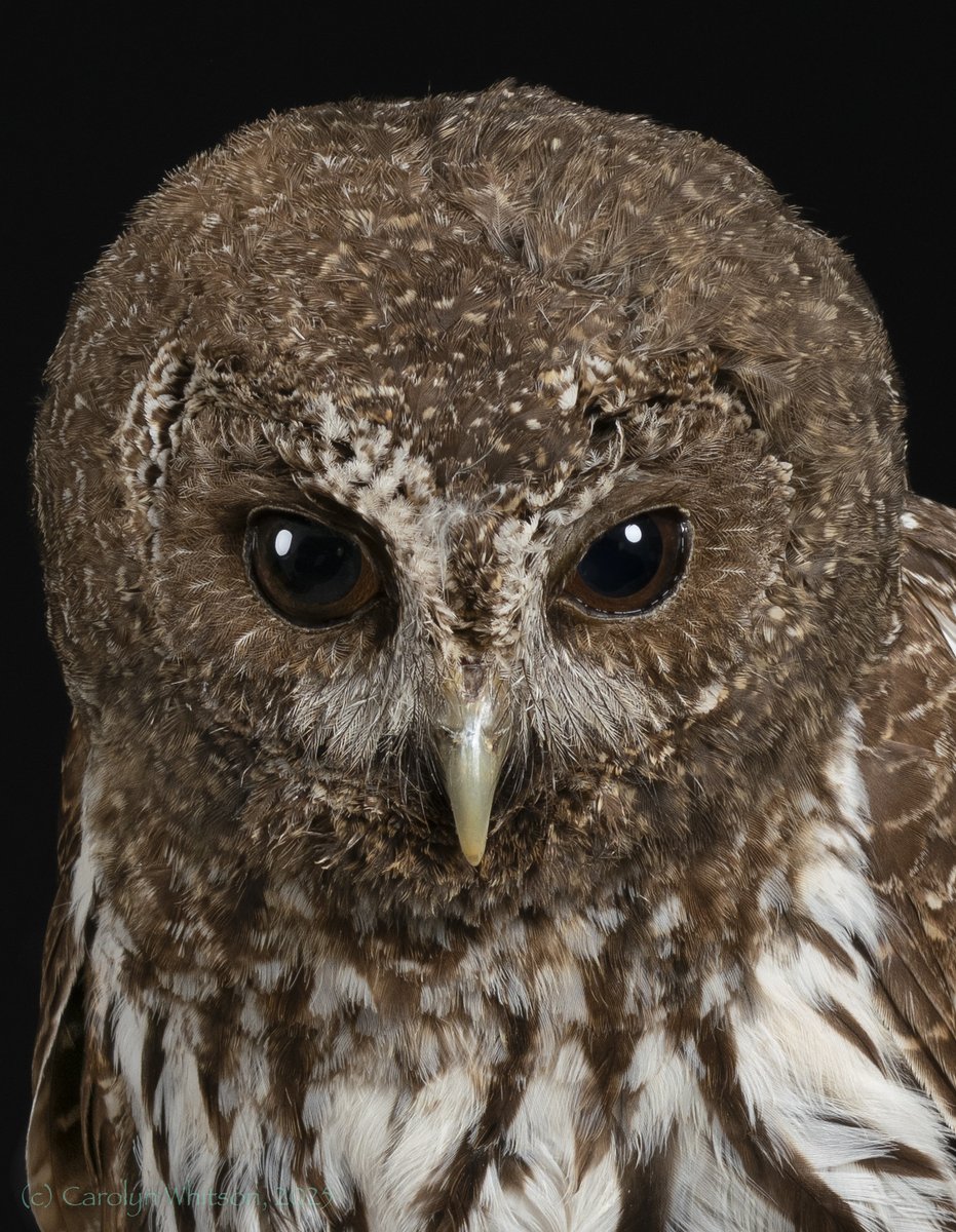 ChezCirce's tweet photo. Day 11 of #owlsofadvent. Are we having fun yet? Betcha don't see a Mottled #Owl every day. He's ready for his closeup! @BooksTeaFilms
@CathyRLowe
@TheHistoryMouse
@ianebbage1
@caputmundiHeidi
@todbooklady
@rikardorichards
@TraffordLj
@BrianDu04700318 https://t.co/uivxvDcN3h