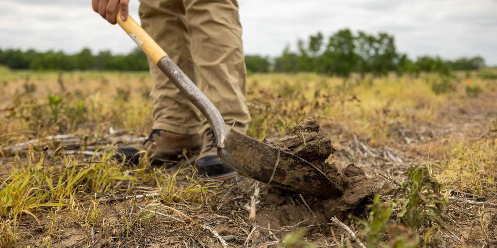 missourisoybean's tweet image. Preparation for next year's season starts in the fall. Learn more about how to leverage cover crops, soil additions and strategic planning in this month's edition of the Missouri Soybean Farmer. 
Read more: bit.ly/3YdYuOb 

#MoSoy #CoverCrops #Soil