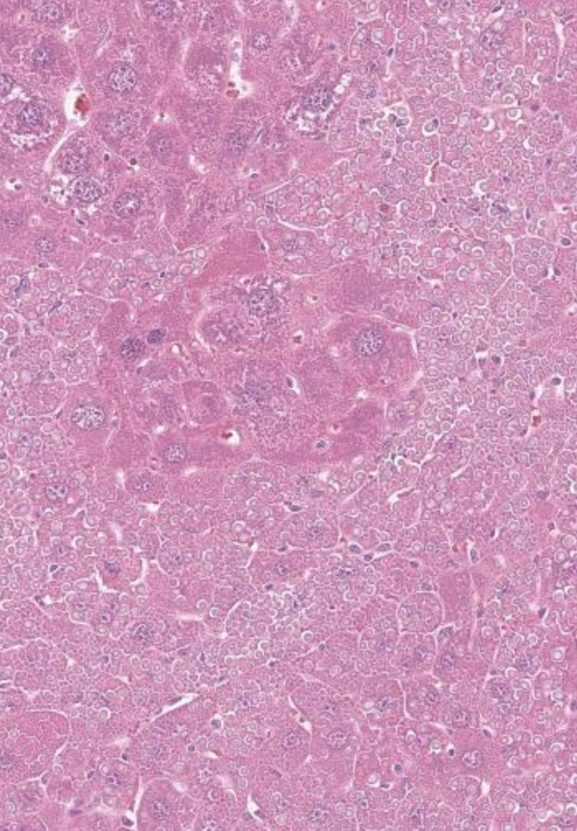 Julie Feldstein,MD tweet media