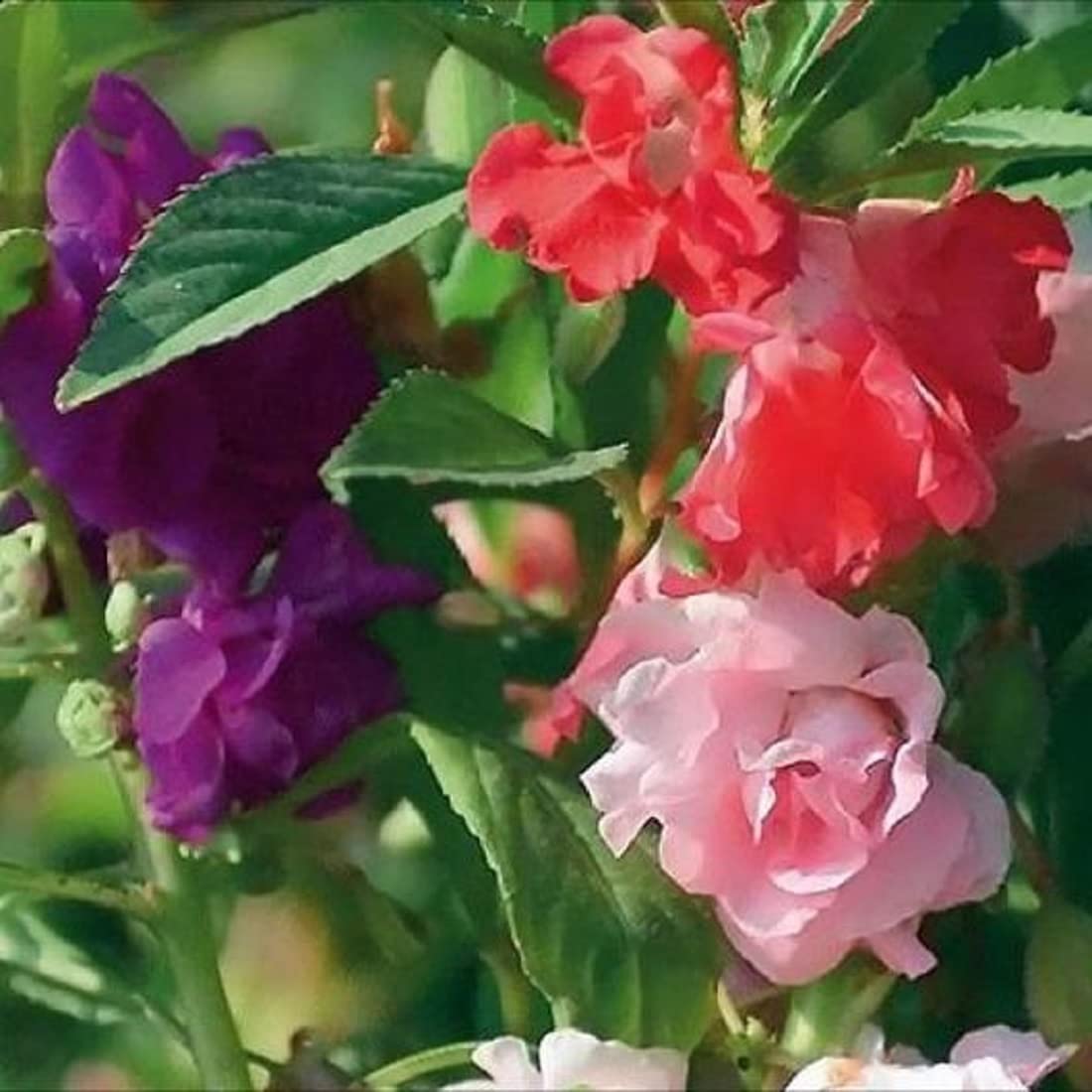 davidsgdnseeds's tweet image. Add vibrant color to your garden with Flower Impatiens Camelia Mixed seeds! Heirloom, non-GMO, and just $2.56. Perfect for gardeners seeking quality and variety. 🌸 #GardenGoals #FlowerPower davidsgardenseeds.com/products/flowe…