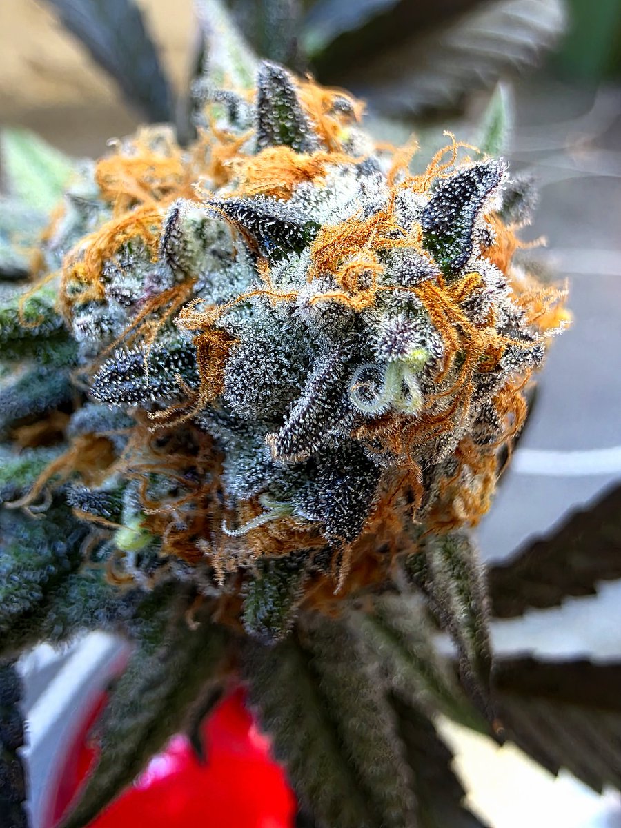 Cadillac Rainbows 🌈 for your Terpy Thursday. She's quite lovely. #cannabisculture #CannabisCommunity #Mmemberville #StonerFam