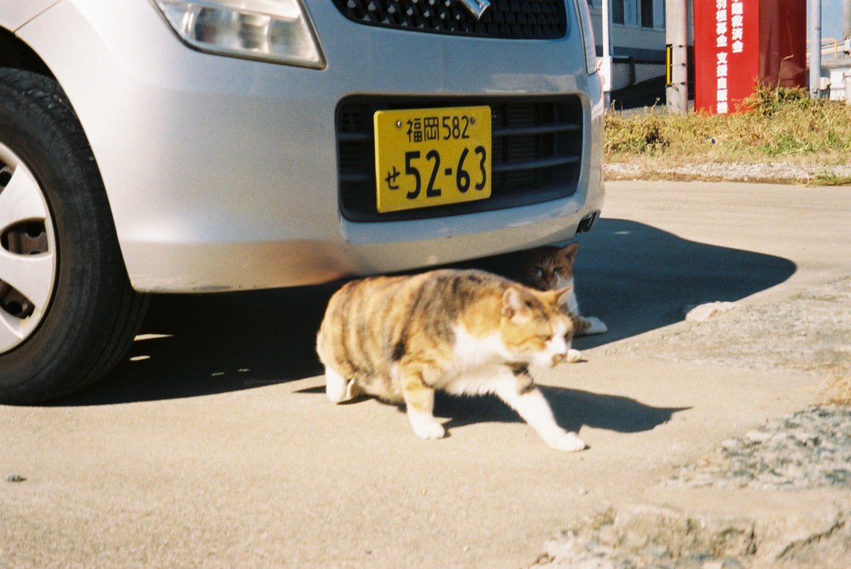 「笑えなくなったらすぐに言って
野良猫がじゃれ合う裏路地を見に行こう」