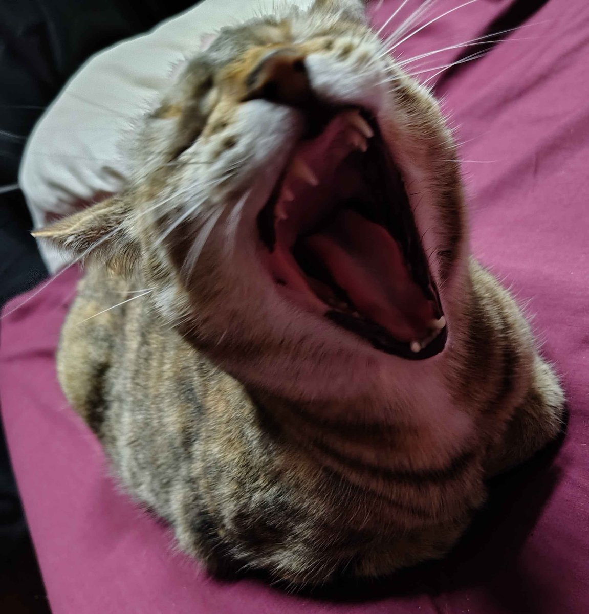 took a photo of my cat