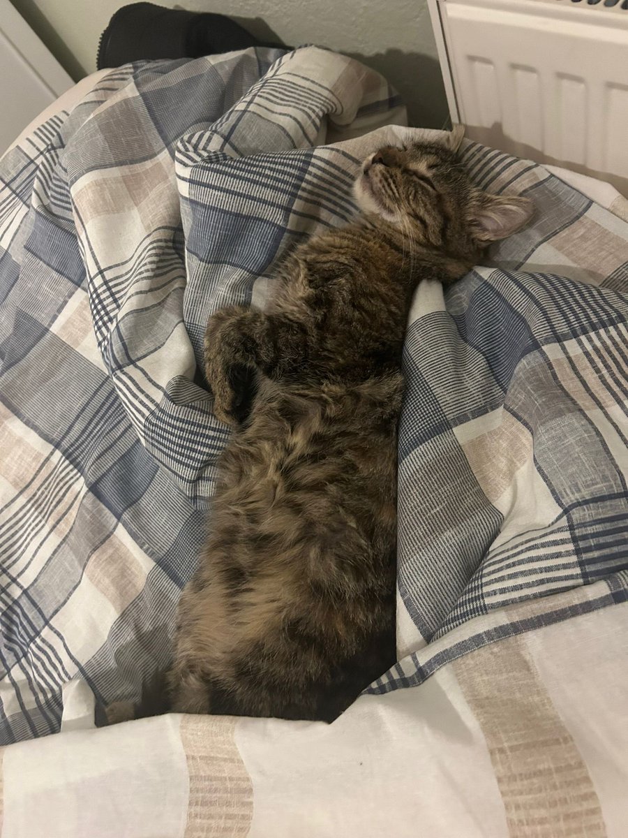 PeynirandPolo's tweet image. Geçici yuvasında sayılı günü var. Size gelip yatsın mı böyle 🐇
YUVA ARIYORUZ İSTANBUUULLLLL