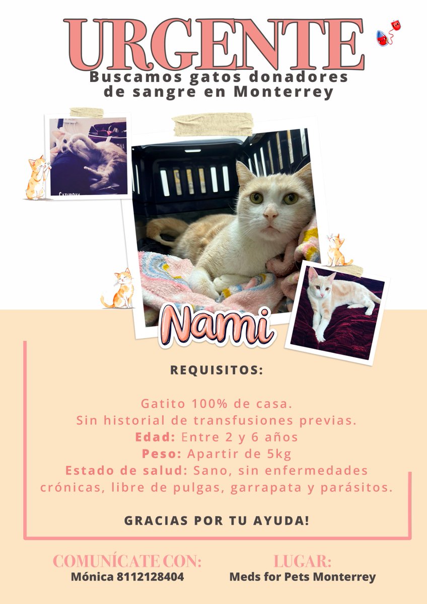 Tenemos a Nami, nuestra gatita, internada desde hace dos días.

Estamos buscando gatitos donadores en Monterrey.

Por favor, generalmente no pido estas cosas pero si pueden apoyar compartiendo les agradeceríamos mucho.