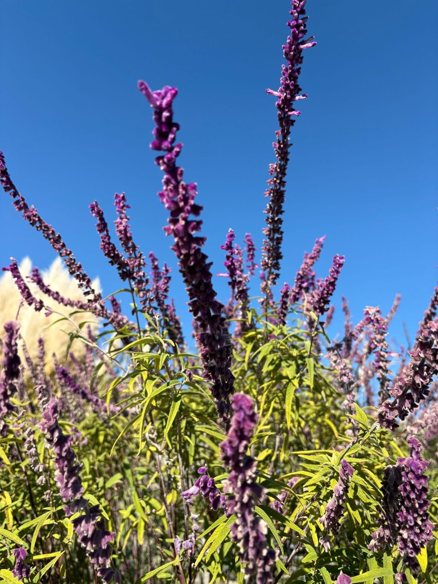 Norfolk Botanical Garden tweet media