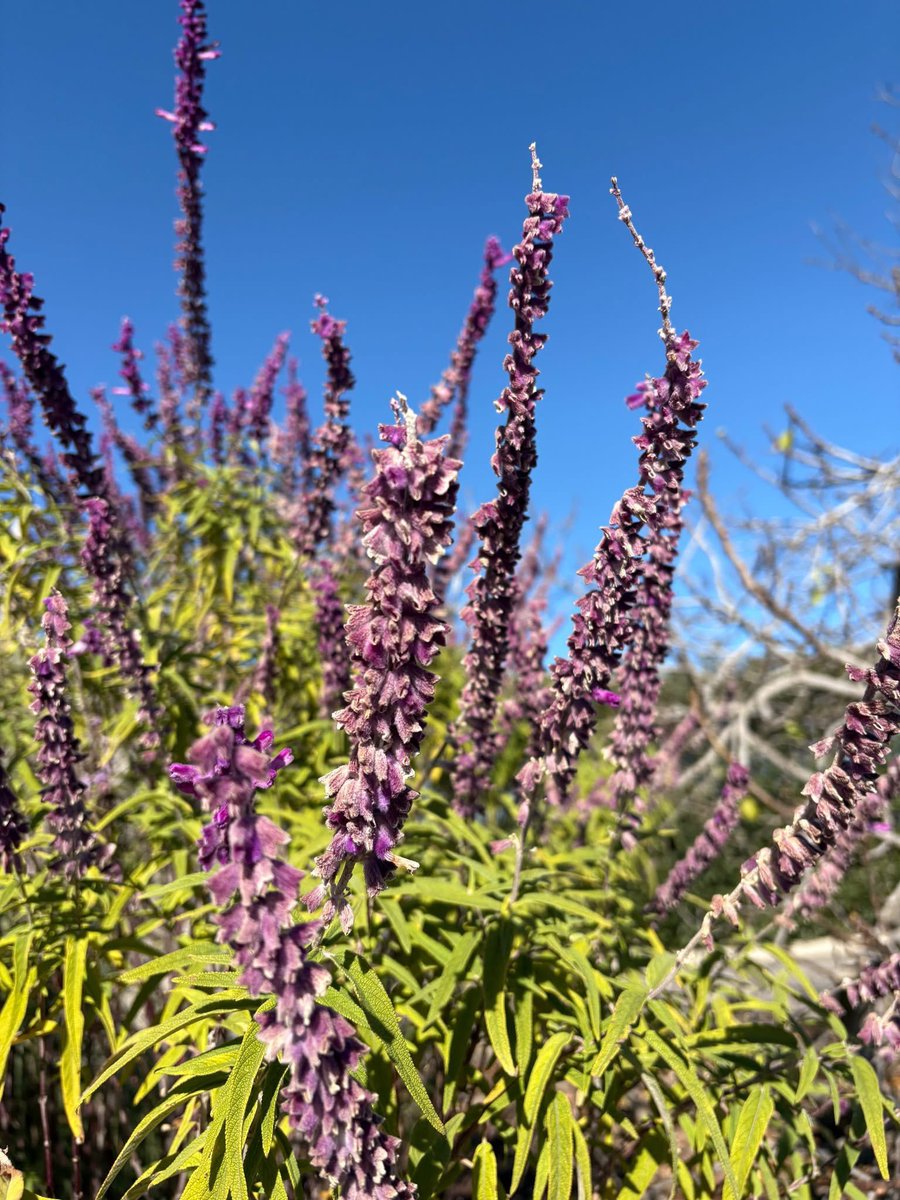 Norfolk Botanical Garden tweet media