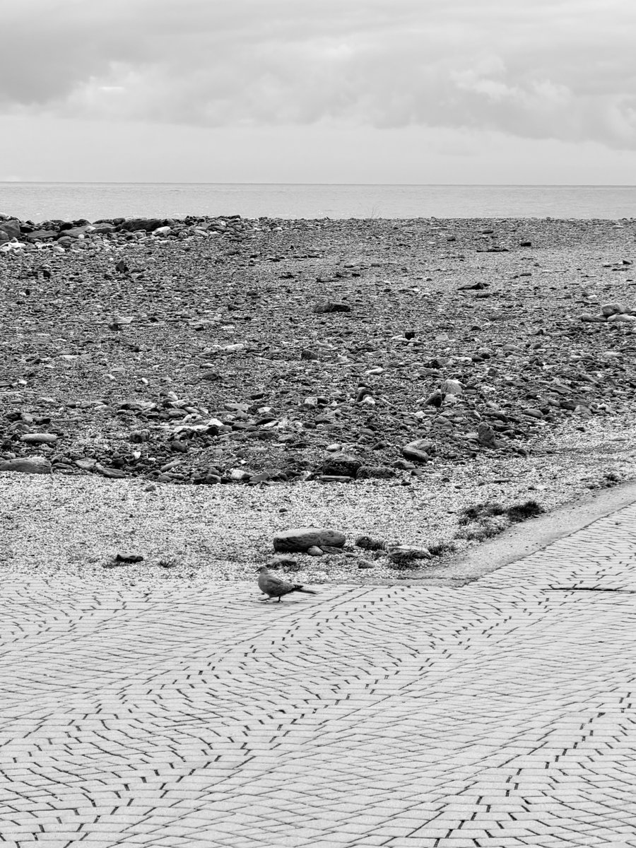 Alonein43672278's tweet image. #photography #blackandwhite #floor #beach #stones #pigeon