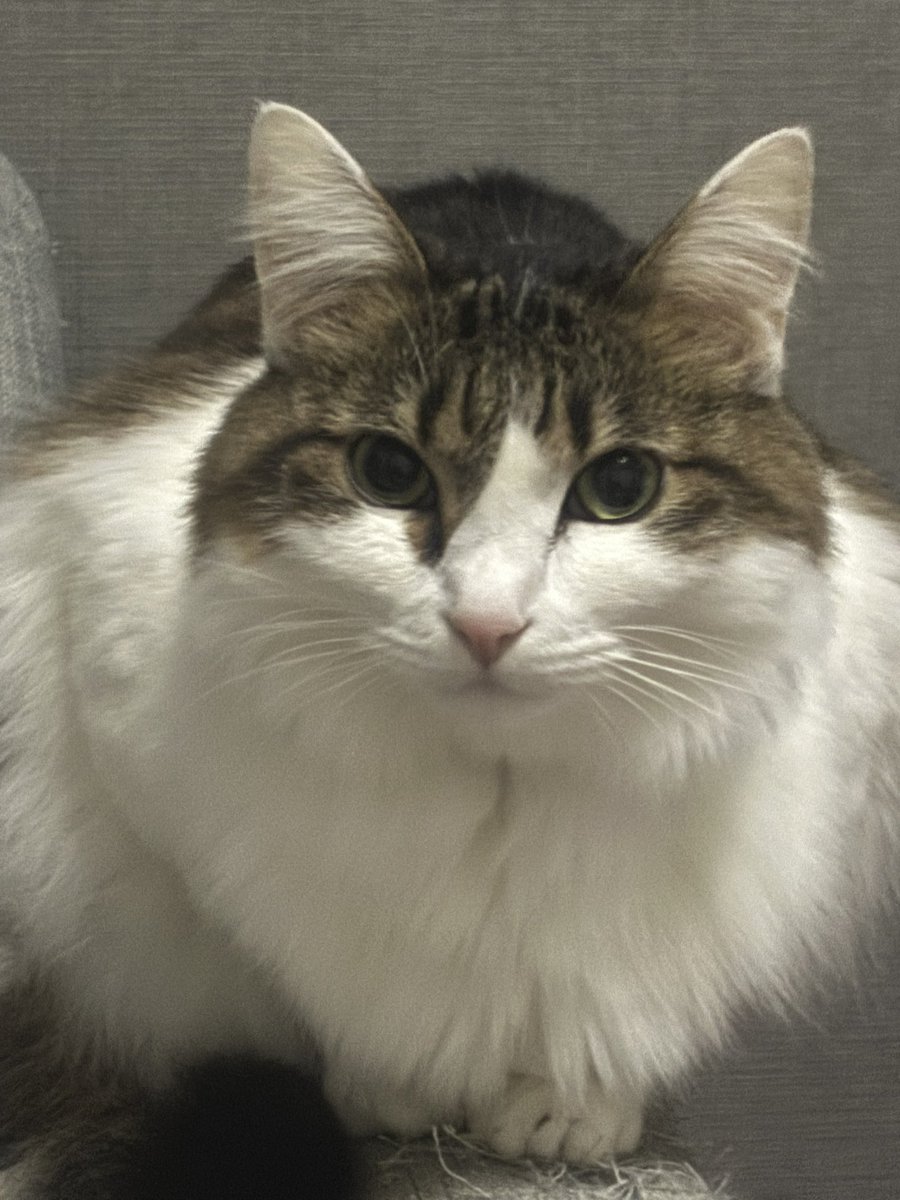 Layla_keyb's tweet image. 買ったばっかのオモチャを誤飲したらしく、ゲボが止まらなくなり病院に行くも、たらい回しにされ車で1時間…
結局💩で出てくるでしょうとのことで…。
当の本ニャンはもうすっかり元気。
残ったのは飼い主への身体的&amp;amp;精神的な疲れ。
あと忘年会とラーメン逃した後悔…。
元気そうでよかったよ…