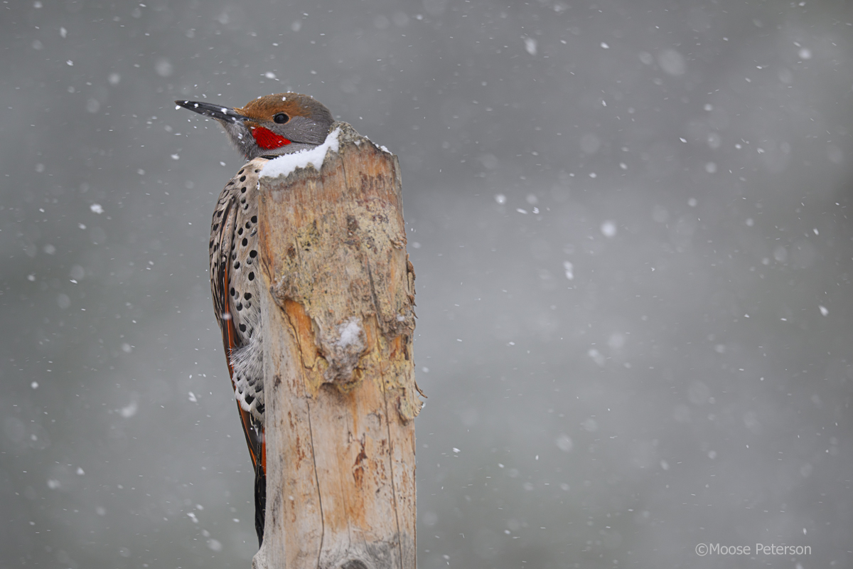 Moose Peterson tweet media