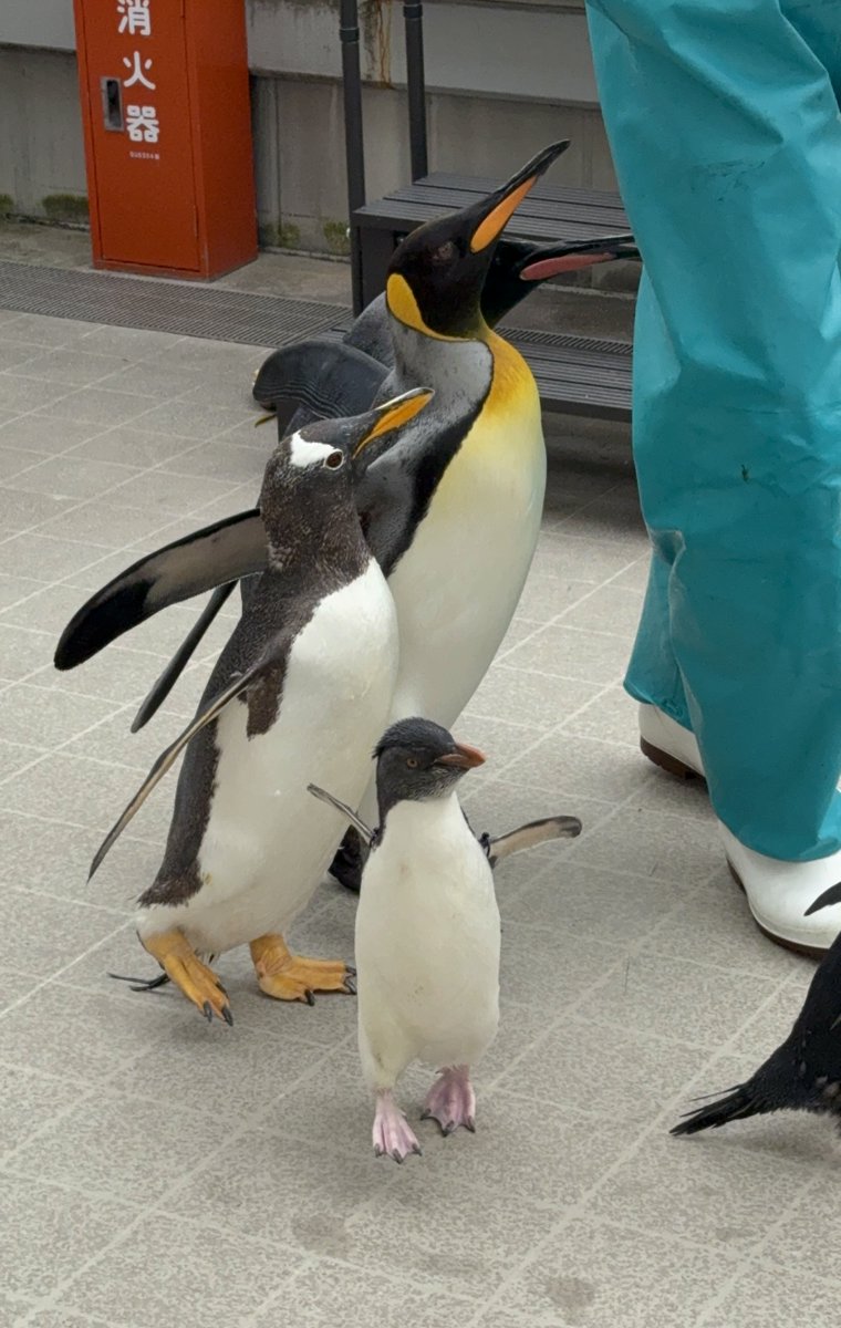 キングにジェンツーにチビイワトビが一緒に写りました😊 #キング