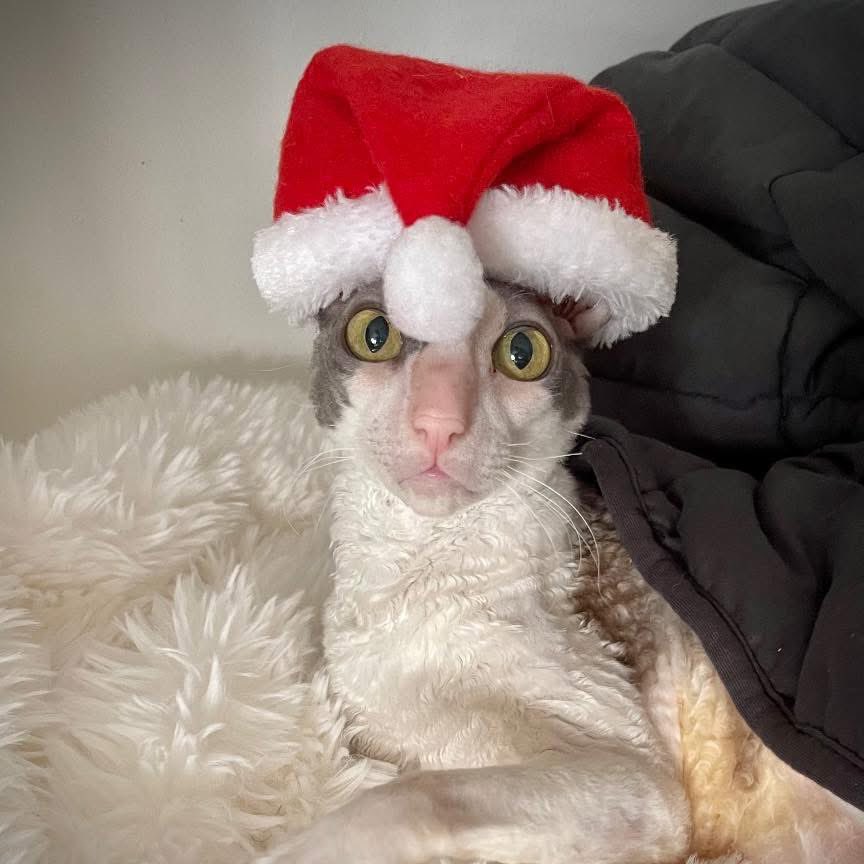 TerrinPSL's tweet photo. @StephanieSidley @nancytsidley Lady is adorable! Merry Christmas from our family to yours. Giles sends his love.  He loves dogs. https://t.co/q6fE6H3HbB