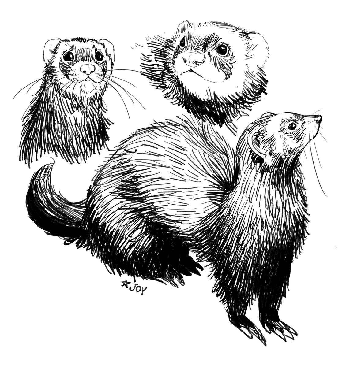 starrjoyart's tweet photo. Sketch dump :] Pokémon and ferrets ~ https://t.co/9fywy3Lyb3